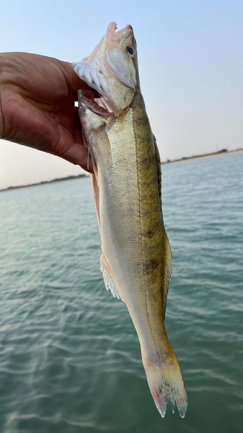 天山雪龍魚是什么魚種圖片