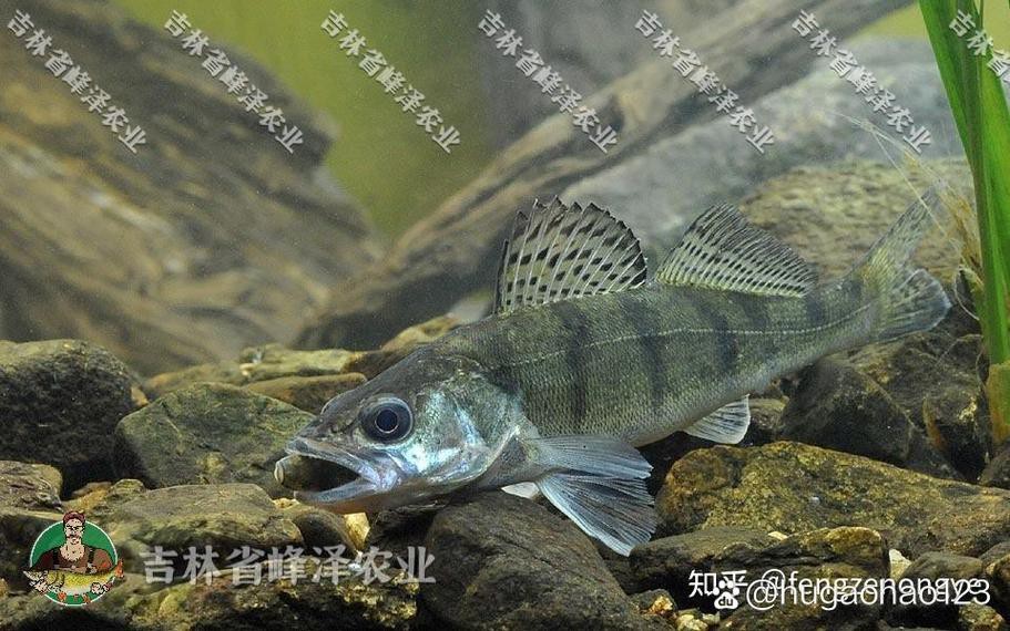 天山雪龍魚是什么魚種圖片
