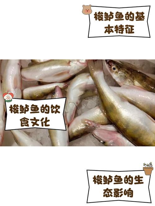 天山雪龍魚是什么魚種圖片