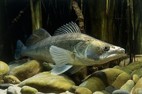 天山雪龍魚是什么魚種圖片