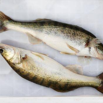 天山雪龍魚是什么魚種圖片
