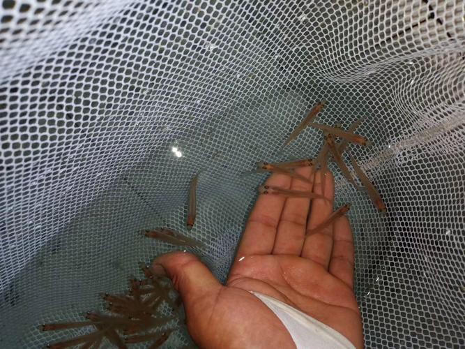 天山雪龍魚是什么魚種圖片