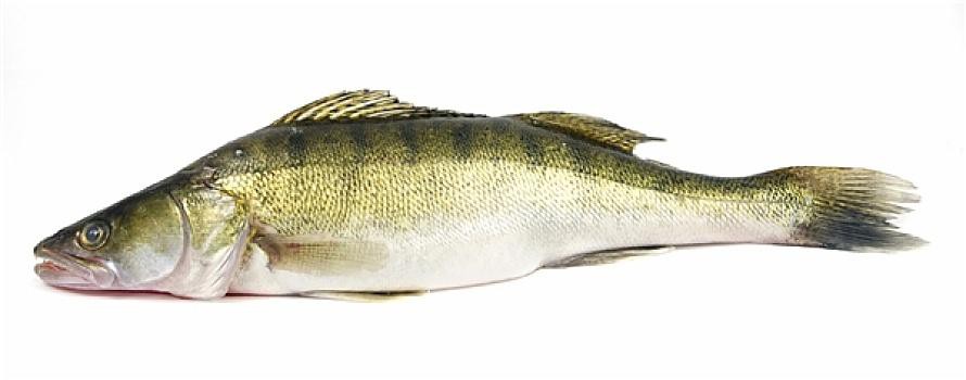 天山雪龍魚是什么魚種圖片