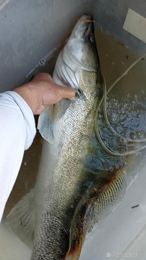 天山雪龍魚是什么魚種圖片