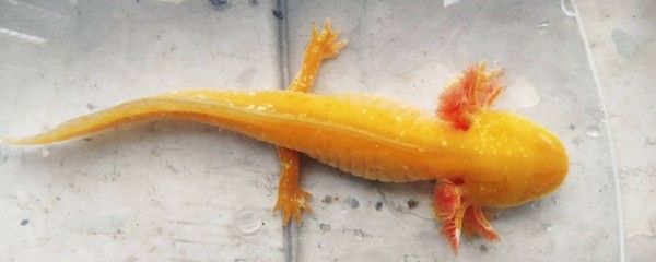 六角恐龍魚爛尾巴怎么回事：六角恐龍魚尾巴爛怎么辦