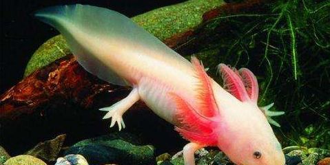 六角恐龍魚爛尾巴怎么回事：六角恐龍魚尾巴爛怎么辦