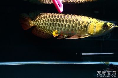 大金頭金龍魚的價格是多少：大金頭金龍魚是一種什么樣的魚？