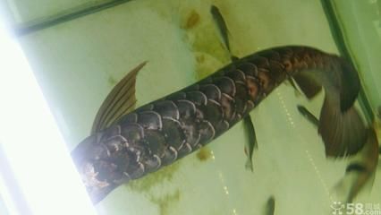 大金頭金龍魚的價格是多少：大金頭金龍魚是一種什么樣的魚？