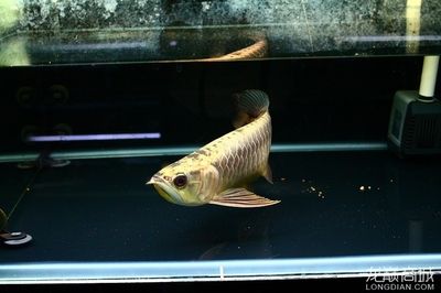 大金頭金龍魚的價格是多少：大金頭金龍魚是一種什么樣的魚？