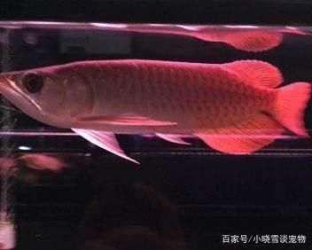 金龍魚多大魚缸合適：養金龍魚最小需要多大的魚缸尺寸