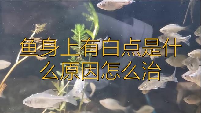銀龍魚身上有白疙瘩怎么治 銀龍魚身上有白疙瘩怎么治 龍魚百科 第3張