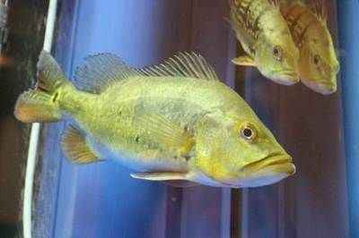 龍魚交易網（龍魚交易網是一個專注于中國龍魚（又稱金魚）交易平臺） 龍魚交易網（龍魚交易網是一個專注于中國龍魚（又稱金魚）交易平臺） 龍魚百科 第4張