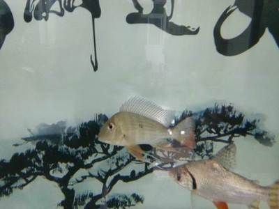 龍魚交易網（龍魚交易網是一個專注于中國龍魚（又稱金魚）交易平臺） 龍魚交易網（龍魚交易網是一個專注于中國龍魚（又稱金魚）交易平臺） 龍魚百科 第1張