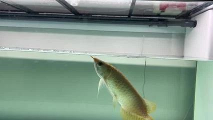 龍魚的生長(zhǎng)周期是多長(zhǎng)時(shí)間呢？：龍魚的生長(zhǎng)周期并非固定，它的生長(zhǎng)周期并非固定時(shí)間段