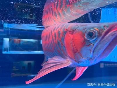 紅龍魚和七彩神仙魚的混養在某些條件下是可能的：紅龍魚和七彩神仙魚混養在什么條件下可以成功？