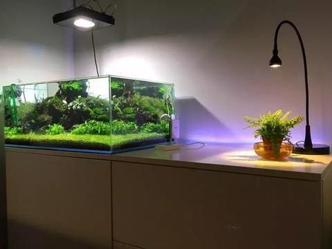 魚缸 24小時開燈：魚缸24小時開燈對龍魚有影響嗎？