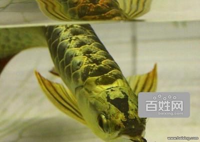 西安哪里有賣龍魚的（在西安，有多個地方可以買到龍魚，以下是根據搜索結果整理的銷售點） 西安哪里有賣龍魚的（在西安，有多個地方可以買到龍魚，以下是根據搜索結果整理的銷售點） 龍魚百科 第2張