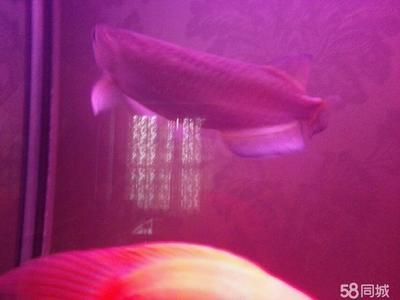 西安哪里有賣龍魚的（在西安，有多個地方可以買到龍魚，以下是根據搜索結果整理的銷售點） 西安哪里有賣龍魚的（在西安，有多個地方可以買到龍魚，以下是根據搜索結果整理的銷售點） 龍魚百科 第3張