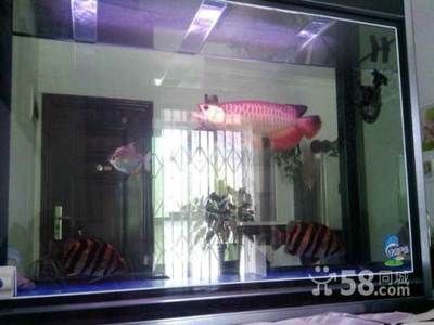 西安哪里有賣龍魚的（在西安，有多個地方可以買到龍魚，以下是根據搜索結果整理的銷售點） 西安哪里有賣龍魚的（在西安，有多個地方可以買到龍魚，以下是根據搜索結果整理的銷售點） 龍魚百科 第1張