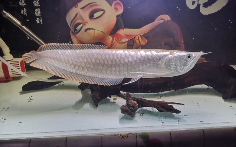 銀龍魚吃什么東西好 銀龍魚吃什么東西好 龍魚百科 第7張