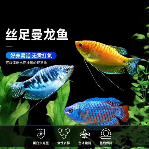 藍黃龍魚圖片及價格大全 藍黃龍魚圖片及價格大全 龍魚百科 第11張