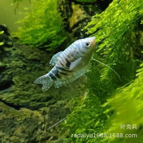 藍黃龍魚圖片及價格大全 藍黃龍魚圖片及價格大全 龍魚百科 第14張