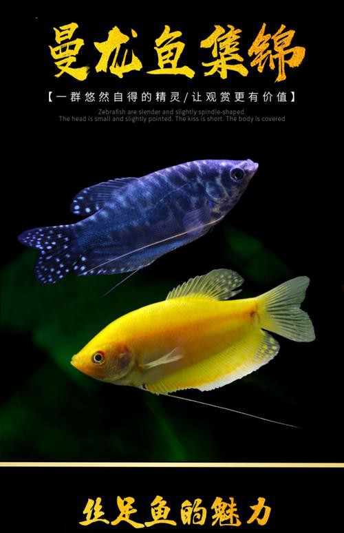 藍黃龍魚圖片及價格大全 藍黃龍魚圖片及價格大全 龍魚百科 第12張