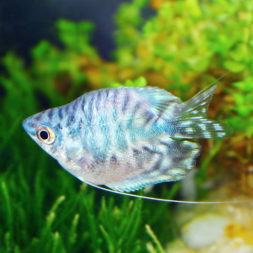 藍黃龍魚圖片及價格大全 藍黃龍魚圖片及價格大全 龍魚百科 第19張