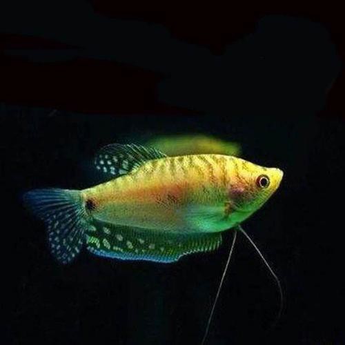 藍黃龍魚圖片及價格大全 藍黃龍魚圖片及價格大全 龍魚百科 第27張