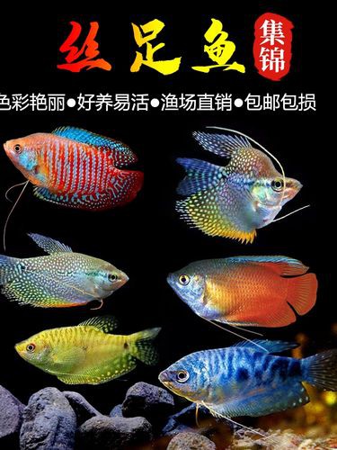 藍黃龍魚圖片及價格大全 藍黃龍魚圖片及價格大全 龍魚百科 第21張