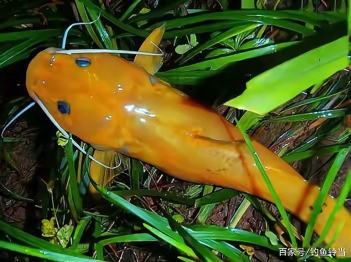 藍黃龍魚圖片及價格大全 藍黃龍魚圖片及價格大全 龍魚百科 第31張