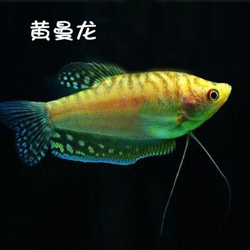 藍黃龍魚圖片及價格大全 藍黃龍魚圖片及價格大全 龍魚百科 第26張