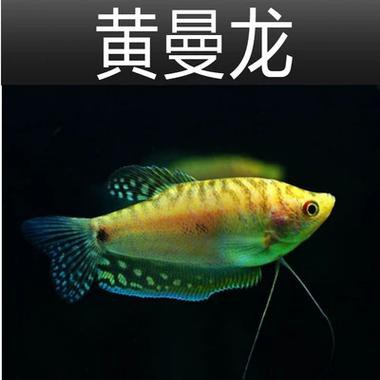 藍黃龍魚圖片及價格大全 藍黃龍魚圖片及價格大全 龍魚百科 第5張