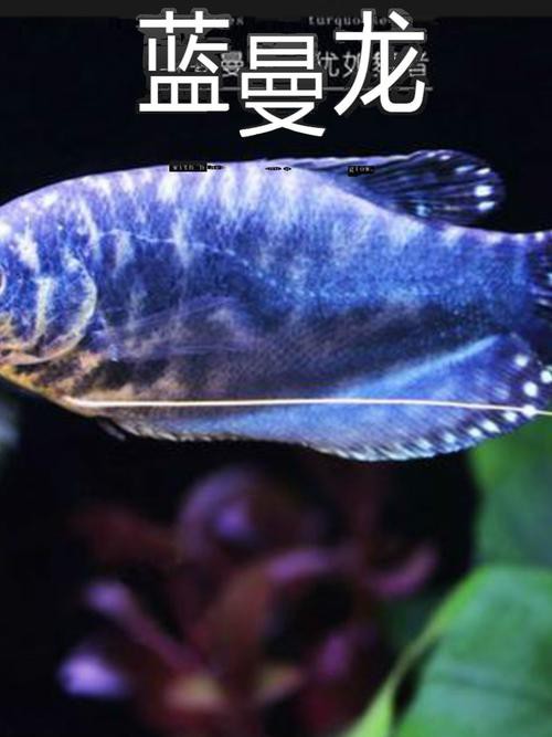 藍黃龍魚圖片及價格大全 藍黃龍魚圖片及價格大全 龍魚百科 第24張