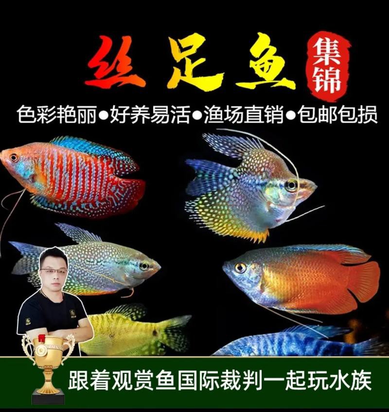 藍黃龍魚圖片及價格大全 藍黃龍魚圖片及價格大全 龍魚百科 第16張