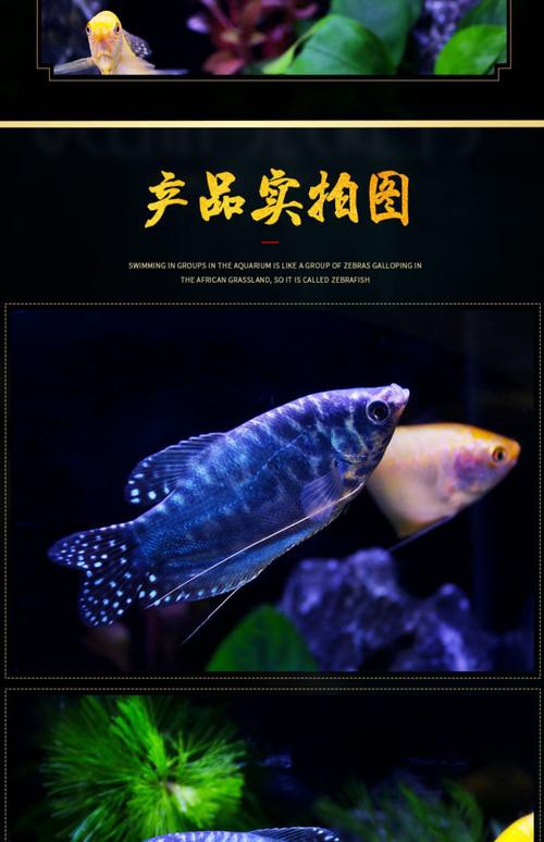 藍黃龍魚圖片及價格大全 藍黃龍魚圖片及價格大全 龍魚百科 第22張