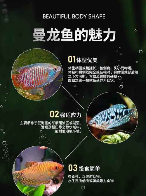 藍黃龍魚圖片及價格大全 藍黃龍魚圖片及價格大全 龍魚百科 第9張