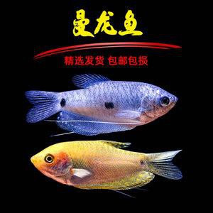 藍黃龍魚圖片及價格大全 藍黃龍魚圖片及價格大全 龍魚百科 第3張