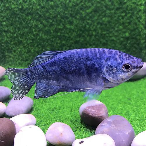 藍黃龍魚圖片及價格大全 藍黃龍魚圖片及價格大全 龍魚百科 第25張