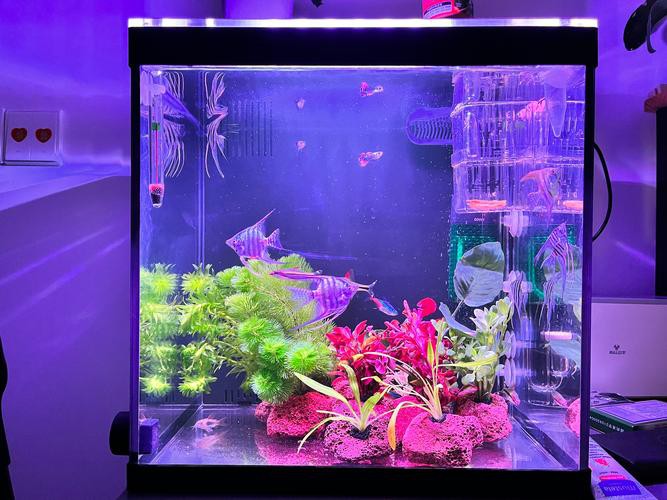 藍黃龍魚圖片及價格大全 藍黃龍魚圖片及價格大全 龍魚百科 第2張