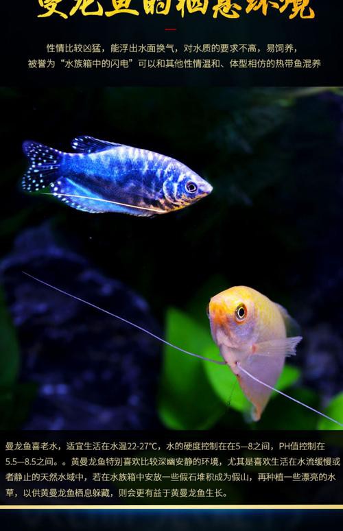 藍黃龍魚圖片及價格大全 藍黃龍魚圖片及價格大全 龍魚百科 第17張