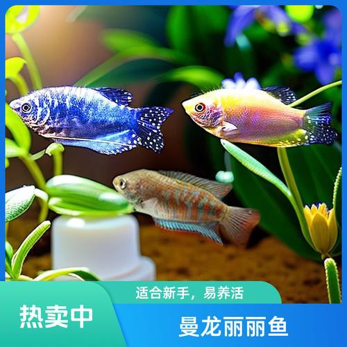 藍黃龍魚圖片及價格大全 藍黃龍魚圖片及價格大全 龍魚百科 第1張