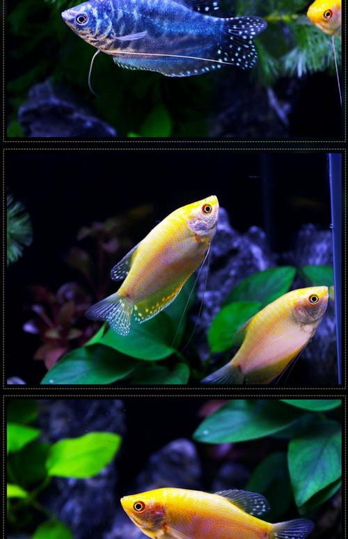 藍黃龍魚圖片及價格大全 藍黃龍魚圖片及價格大全 龍魚百科 第13張