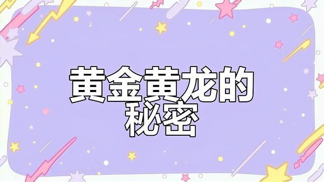 藍黃龍魚圖片及價格大全 藍黃龍魚圖片及價格大全 龍魚百科 第29張