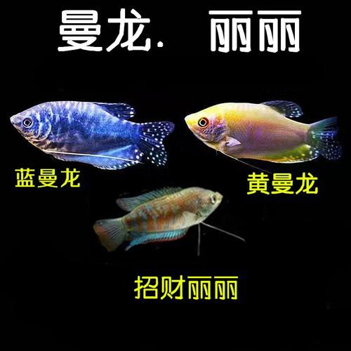 藍黃龍魚圖片及價格大全 藍黃龍魚圖片及價格大全 龍魚百科 第20張