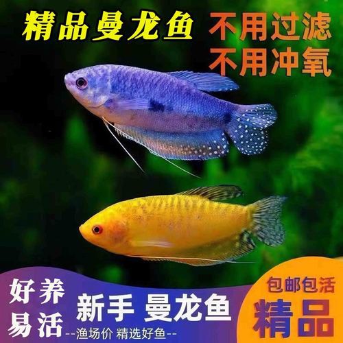 藍黃龍魚圖片及價格大全 藍黃龍魚圖片及價格大全 龍魚百科 第15張