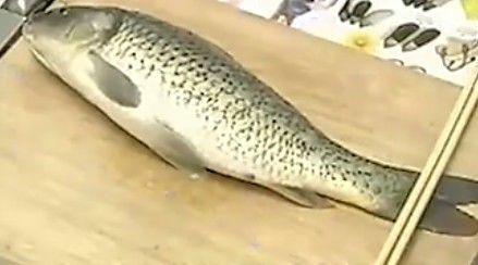 水龍魚怎么處理內臟:水龍魚怎么去內臟 龍魚百科 第1張 水龍魚怎么處理內臟:水龍魚怎么去內臟 水龍魚怎么處理內臟:水龍魚怎么去內臟 龍魚百科 第1張