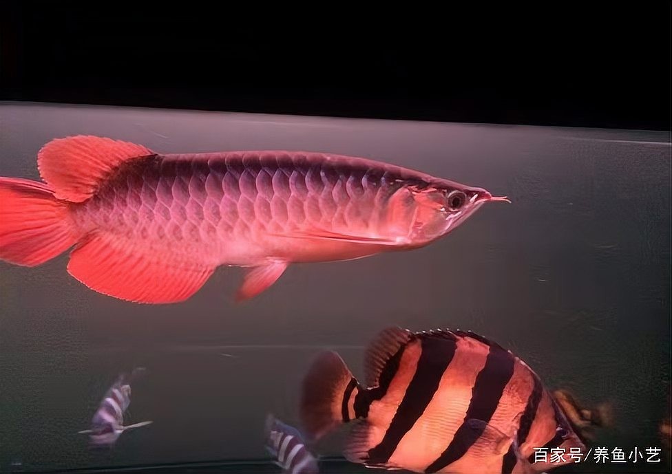 銀龍魚翹嘴怎么修復的