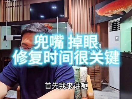 銀龍魚翹嘴怎么修復的