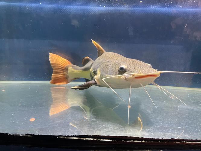 招財貓魚可以和龍魚混養嗎圖片